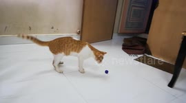 Cat plays with Bottle cap