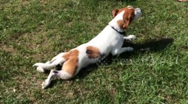 Stella the dog has a lust for grass