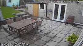 Sneaky fox steals PlayStation controller from house