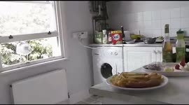 Cheeky seagull flies inside house to steal dinner