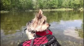 Dog goes kayaking for first time