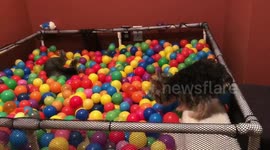 Puppy plays in ball pit for first time