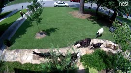 Nest Cam captures goats on the loose in Atlanta’s Buckhead district