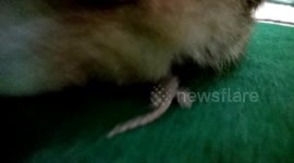 Lizard hiding under sleeping cat’s tail gets caught when feline wakes