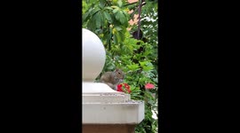 Why you should never feed wild animals-