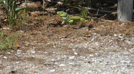 iguana