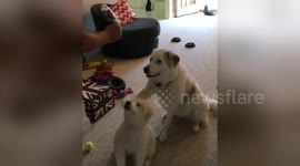 Great Pyrenees places paw on little sister to help teach her how to sit