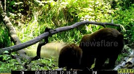 mother and cub 19Aug2018 (black bears)