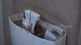 What a bummer! Desert Tree Frogs hiding in a toilet cistern