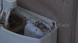 What a bummer! Desert Tree Frogs hiding in a toilet cistern - close view