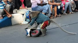Monkey on chain forced to ride miniature motorbike in Indonesia