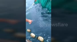 Fishermen free whale shark trapped in fishing net
