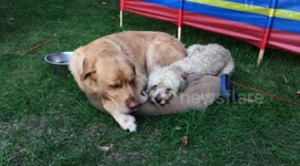 Jessy loves Goldy