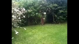 Wallaby filmed in back garden in DORSET!