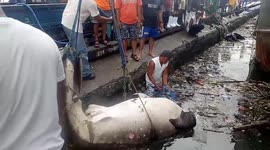 Heartbreaking moment endangered whale shark is found dead covered in plastic pollution