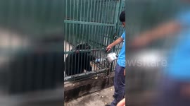 Smart chimpanzee holds out empty bottle for keeper to refill