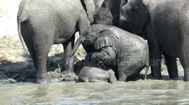 Playful baby elephant wrestles his big brother in the mud