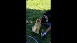 Cute doggy