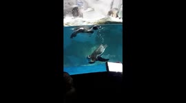 When your ticket does not include Penguin encounter but you just want to feed them!