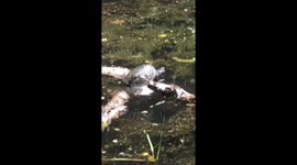 Shellfish brute: big turtle pushes little turtle into water