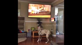 Pit bull wants to play with cartoon puppy on TV