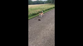 Fluffy corgi plays game with hedgehog
