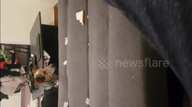 Dog going crazy over a piece of bread.