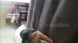 Dog going crazy over her tail. Chasing her tail.