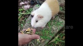 Cute guinea pig eating