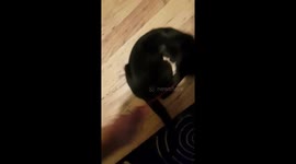 Nova playing 21/08/18