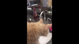 Cat curious about water