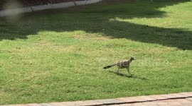 Roadrunner 01