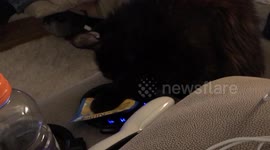 Black Cat 01