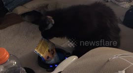 Black Cat 02