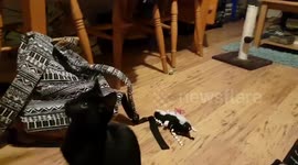 Kitten playing fetch