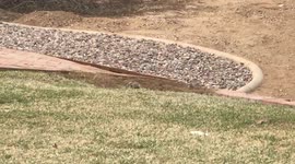 Desert Squirrels