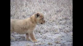 Cute little Lion cub being guided by its mother