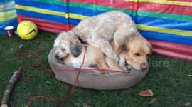 Jessy get's comfortable on Goldy