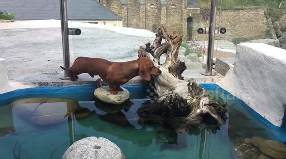 Curiosity soaks the dog! Puppy gets wet after falling in a pond