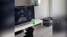 Dog vs ballon