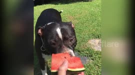Dog is loving watermelon