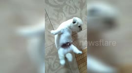 Cute puppy fail: Little pooch gets stuck on its back