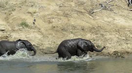 Adorable baby elephants play their hearts out in the water