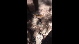 Giant Desert Centipede