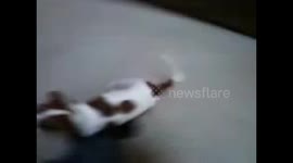 camera crazy-dog fail