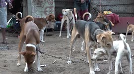 Kerala woman refused to leave her 25 dogs behind during flood rescue