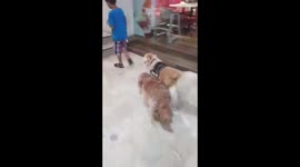 Blind Dog goes to the Mall with his Service Dog