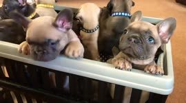 The best present ever? A box full of pug and French bulldog puppies!