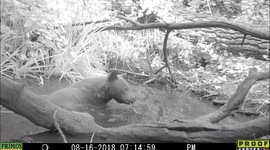 bear drinks baths and eats August, 2018