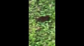 Cat and mouse (mole) in the backyard